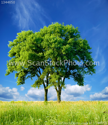 Image of Detached tree 