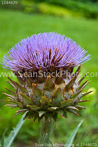 Image of fresh artichoke flower 