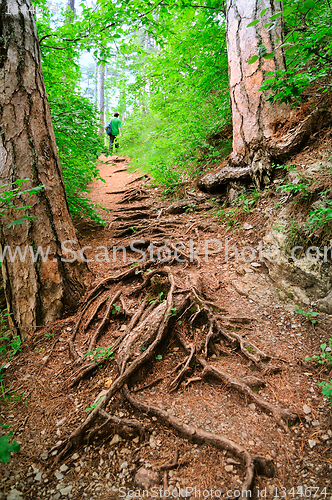 Image of winding path