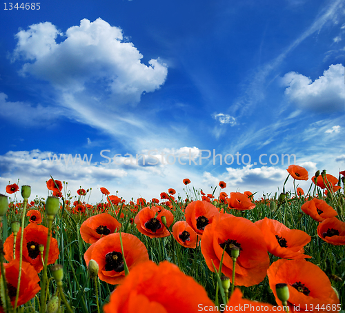 Image of poppies blooming