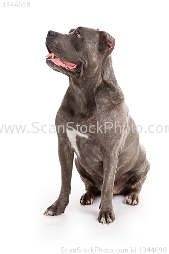 Image of  dog breed "Cane Corso"