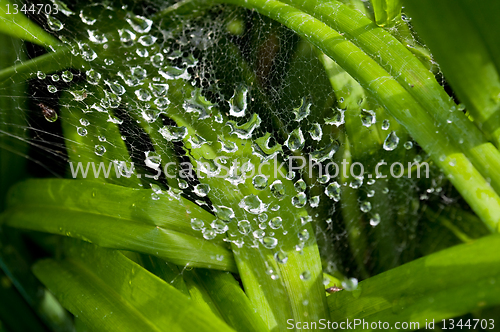 Image of dew drops on the web 