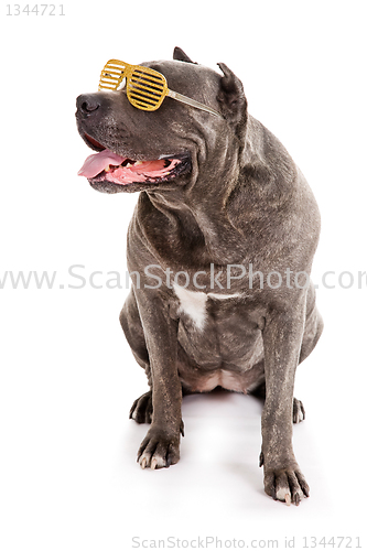 Image of  dog breed "Cane Corso"