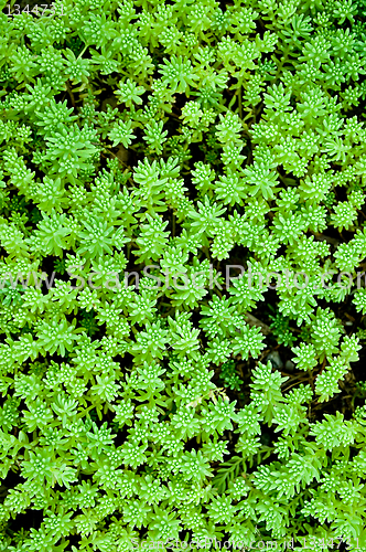 Image of  Sedum, moss shoots close-up