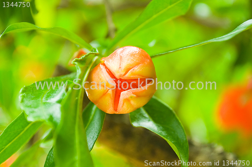 Image of pomegranate flowers