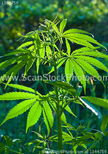 Image of Fresh shoots of wild hemp 