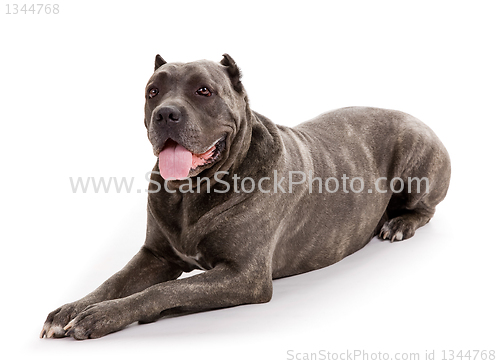 Image of  dog breed "Cane Corso"