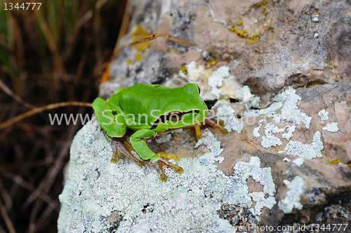 Image of green frog sitting on a stone