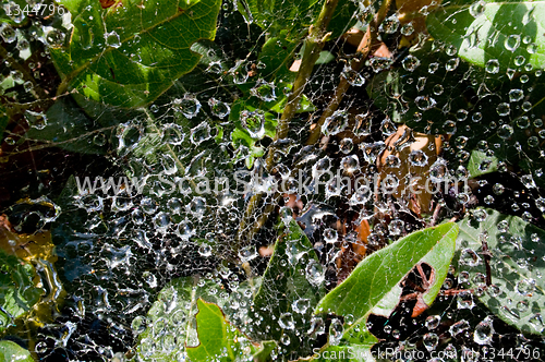 Image of dew drops