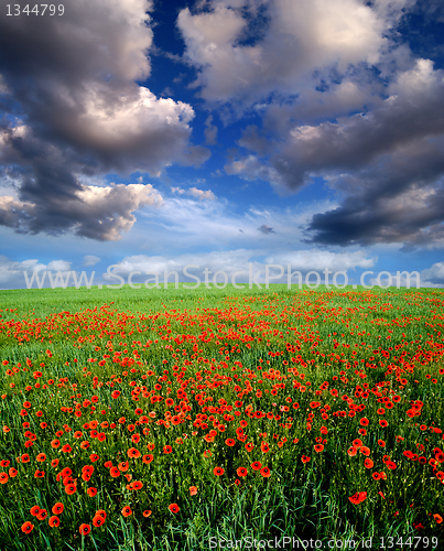 Image of poppies blooming