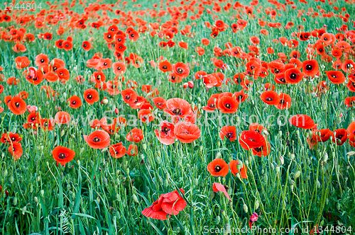 Image of poppies blooming