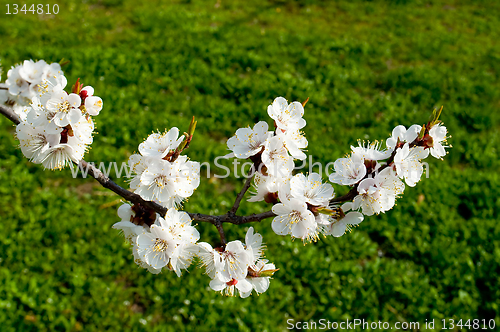 Image of flowering cherry trees in spring 