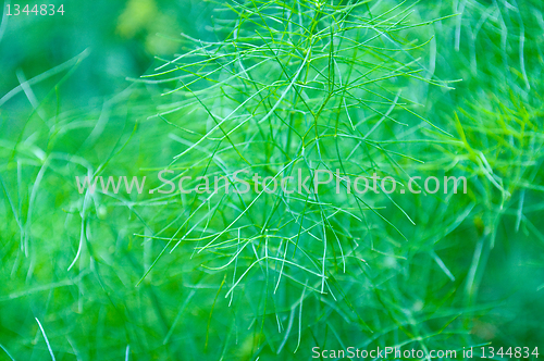 Image of green natural background 