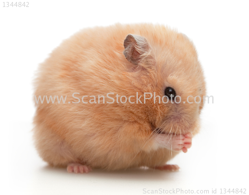 Image of Hamster washes