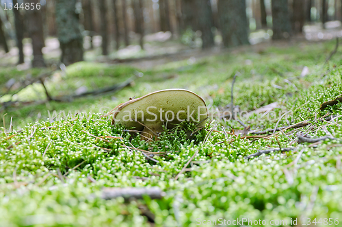 Image of mushroom Xerocomus badius 