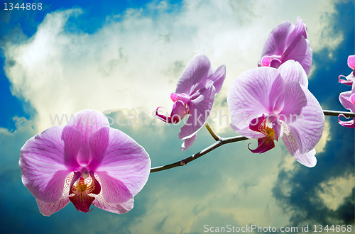 Image of flowers purple orchids 