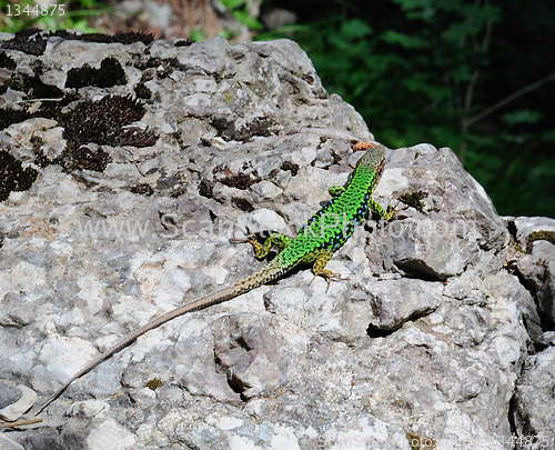 Image of little green lizard