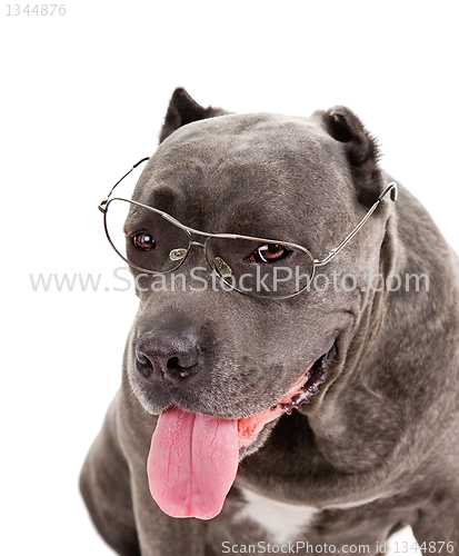 Image of  dog breed "Cane Corso"