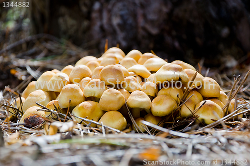 Image of mushrooms Hypholoma