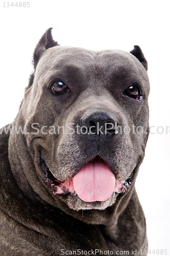 Image of  dog breed "Cane Corso"