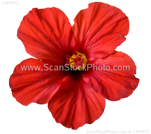 Image of red hibiscus flower 