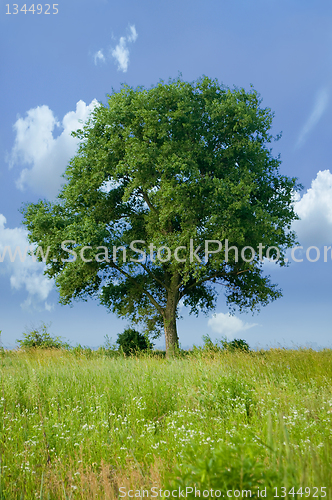 Image of Detached tree 