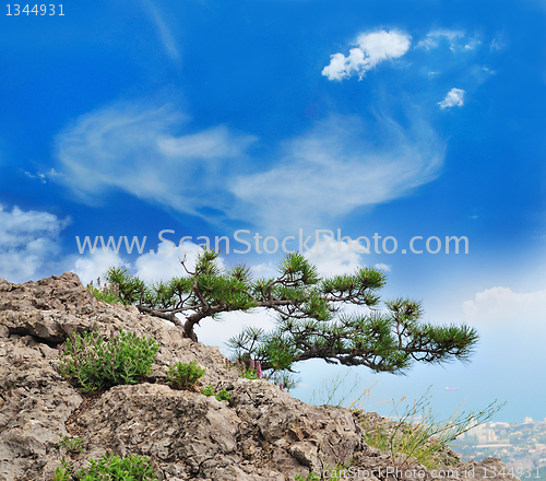 Image of  beautiful tree in the mountains
