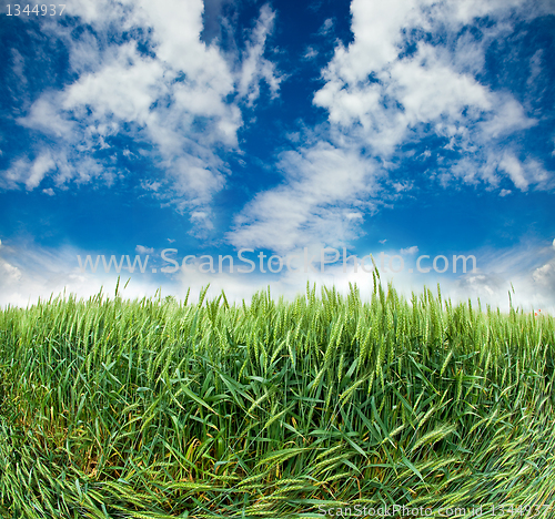 Image of  field with ears of wheat 