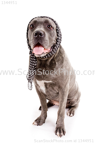 Image of  dog breed "Cane Corso"