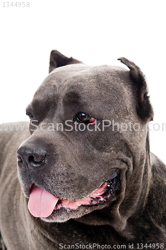 Image of  dog breed "Cane Corso"