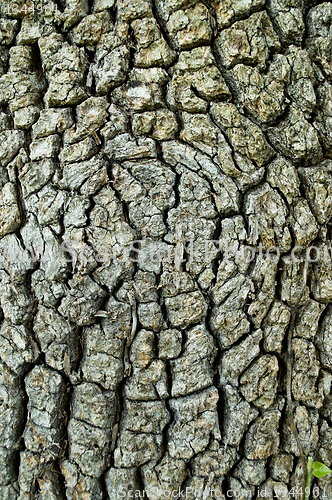 Image of  texture of the bark of a tree