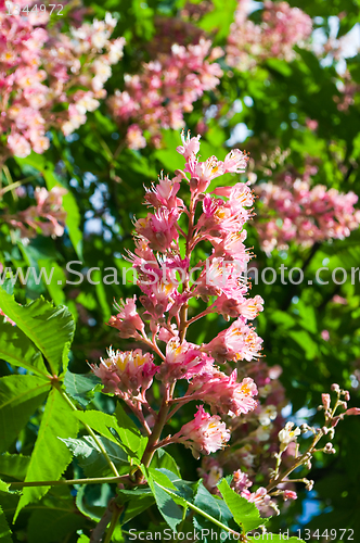 Image of Pink flowers decorative chestnut 