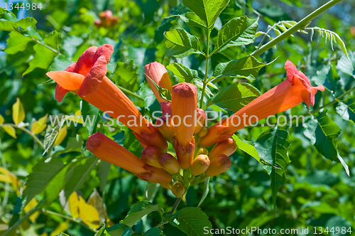 Image of pomegranate flower