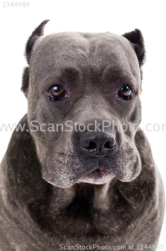 Image of  dog breed "Cane Corso"