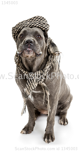 Image of  dog breed "Cane Corso"