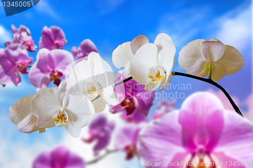 Image of flowers purple orchids 