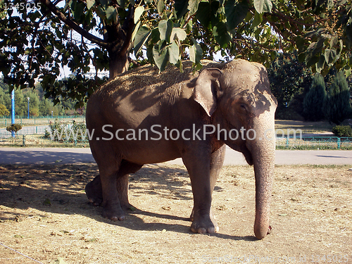 Image of Elephant