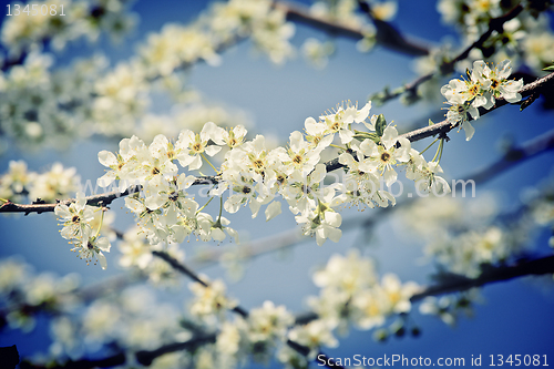 Image of cherry blossom flower