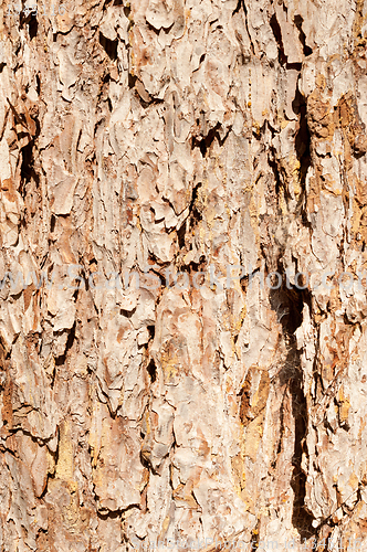 Image of Tree trunk