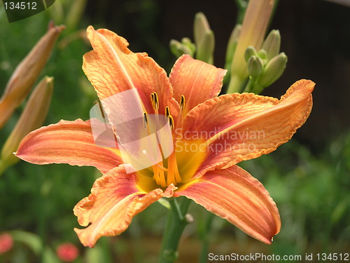 Image of Tiger lily