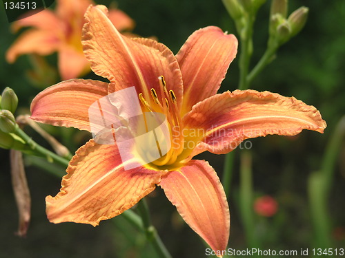 Image of Tiger lily