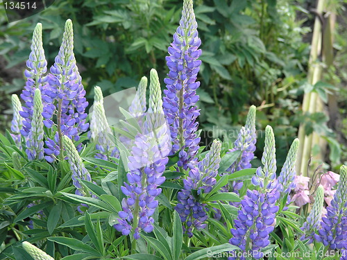 Image of Blue lupine