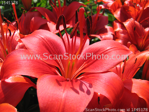 Image of beautiful red lily