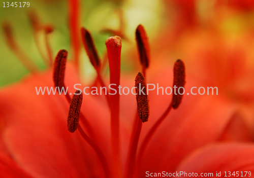 Image of closeup of beautiful red lily