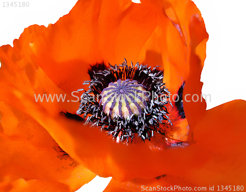 Image of blooming red poppy
