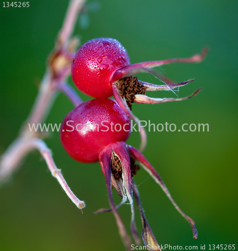 Image of Rose hips (Rosa)