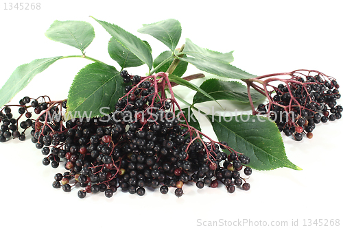 Image of elder berries