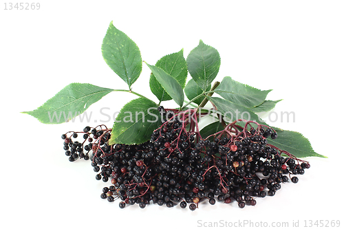 Image of elder berries