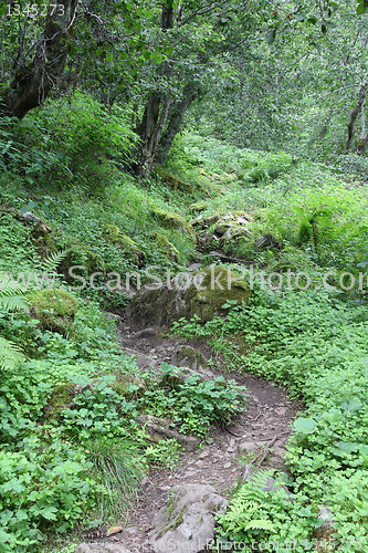 Image of Forest in Norway