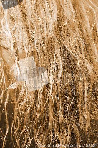 Image of Blonde hair